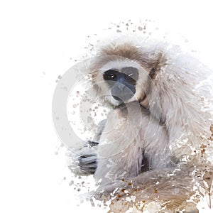 Watercolor Portrait of White-handed gibbon