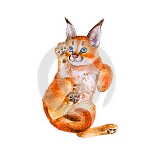 Watercolor portrait of wild caracal kitten with black ears on white background. Hand drawn sweet home pet photo
