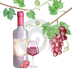 Watercolor poster of bottle of wine grapes, glass of wine and bunch of red grapes