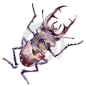 Watercolor poster with bug