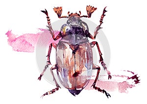 Watercolor poster with cockchafer bug