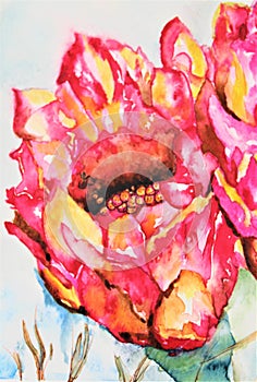 Watercolor Prickly Pear Cactus, Opuntia,  in Bloom