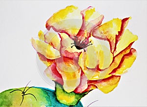 Watercolor Prickly Pear Cactus, Opuntia,  in Bloom