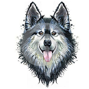 Watercolor print of a dog portrait of a or husky breed, a mammal animal on a white background with long hair, smiling for d