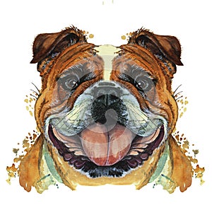 Watercolor printshop, print on the theme of the breed of dogs, mammals, animals, breed English bulldog, bulldog, portrait, color r