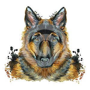 Watercolor printshop, print on the theme of the breed of dogs, mammals, animals, breed German shepherd, portrait, color red-black,