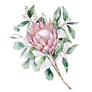 Watercolor protea bouquet with eucalyptus leaves. Hand painted pink flower with branch isolated on white background photo