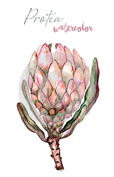 Watercolor protea flower illustration isolated