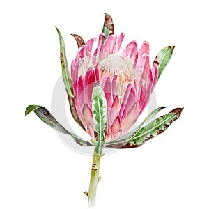 Watercolor protea flower photo