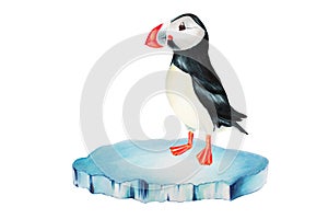 Watercolor puffin bird on an ice floe isolated on white background. Hand painting realistic Arctic and Antarctic ocean