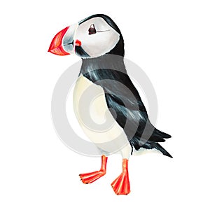 Watercolor puffin bird isolated on white background. Hand painting realistic Arctic and Antarctic ocean mammals. For