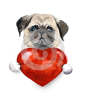 Watercolor pug dog with heart. Pets illustration