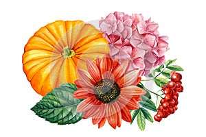 Watercolor pumpkin, hydrangea, sunflower and rowan, autumn composition on a white background