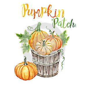 Watercolor pumpkin patch illustration. Bunch of orange pumkins in a wooden orchard basket, isolate. Autumn harvest decoration