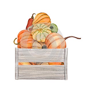 watercolor pumpkins in box, Halloween illustration set, harvest, Thanksgiving autumn design elements, fall, holiday clip