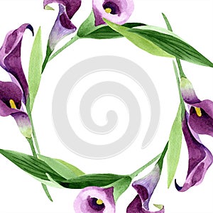 Watercolor purple callas flower. Floral botanical flower. Frame border ornament square.