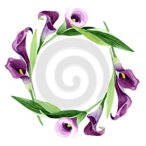 Watercolor purple callas flower. Floral botanical flower. Frame border ornament square.