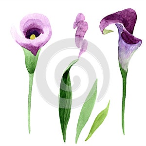 Watercolor purple callas flower. Floral botanical flower. Isolated illustration element.