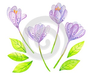 Watercolor purple crocus flowers isolated on white. Violet saffron, green leaves. Hand drawn botanical design element