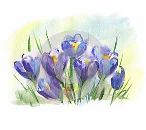 Watercolor purple crocuses. Saffron flowers. Spring flowers primroses. Drawn by hand