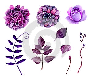 Watercolor purple flowers vector