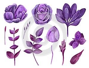 Watercolor purple flowers vector clip art. Lilac floral clipart