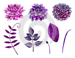 Watercolor purple flowers vector