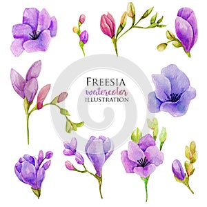 Watercolor purple freesia flowers set