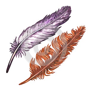Watercolor purple and orange bird feathers for art album elements, sketches, invitation design, frames