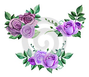 Watercolor purple roses vector