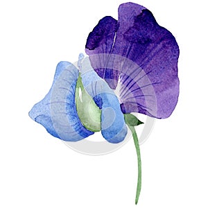 Watercolor purple sweet pea flower. Floral botanical flower. Isolated illustration element.