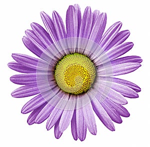 Watercolor purple-yellow chamomile flower  on white isolated background with clipping path. Closeup. For design. Nature