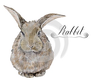 Watercolor rabbit. Cute realistic illustration for kids design, easter design or prints