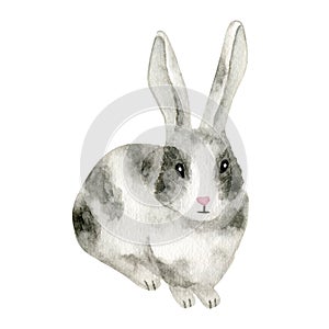 Watercolor rabbit illustration. Hand drawn cute baby bunny isolated on white background. Little spotty gray hare animal