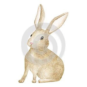 Watercolor rabbit illustration. Hand painted cute brown bunny isolated on white background. Little baby hare, farm