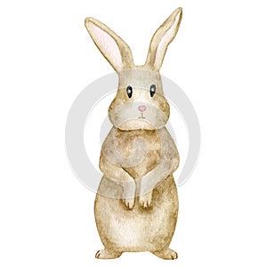 Watercolor rabbit illustration. Hand painted cute brown bunny isolated on white background. Little baby hare standing