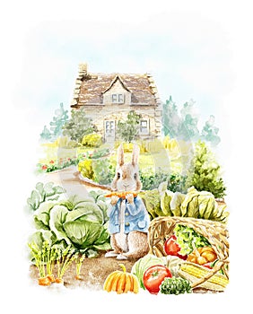 Watercolor rabbit Peter in blue jacket sit among vegetables and eat carrot in garden near house
