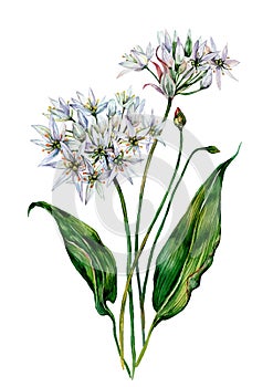 Watercolor Ramson Composition