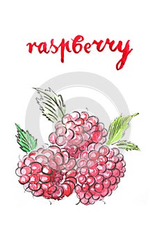 Watercolor raspberry