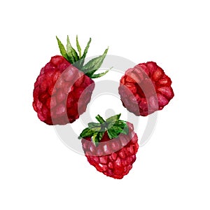 Watercolor raspberry isolated