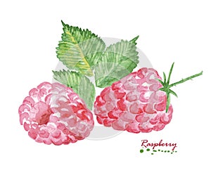 Watercolor Raspberry on white background.