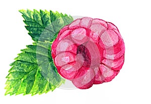 Watercolor raspberry on the white background