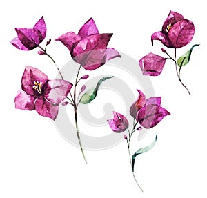 Watercolor raster bougainvillea flowers