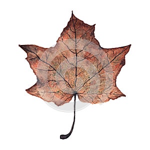 Watercolor realistic autumn maple leaf isolated on white background.