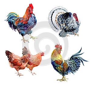 Watercolor realistic chicken, cock, rooster and turkey birds isolated