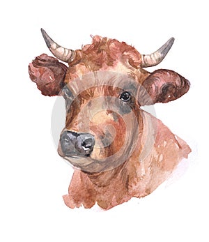 Watercolor realistic cow animal