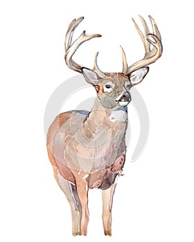 Watercolor realistic deer forest animal isolated