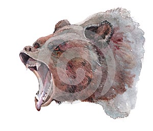 Watercolor realistic Grizzly bear forest animal