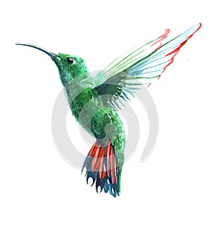 Watercolor realistic hummingbird, colibri tropical bird animal isolated