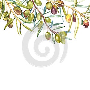 Watercolor realistic illustration of black and green olives branch isolated on white background. Design for olive oil